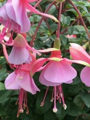 Фуксія кущова дрібноквіткова Палома Fuchsia Paloma (рослина в горщику р17, висота 35-40 см)