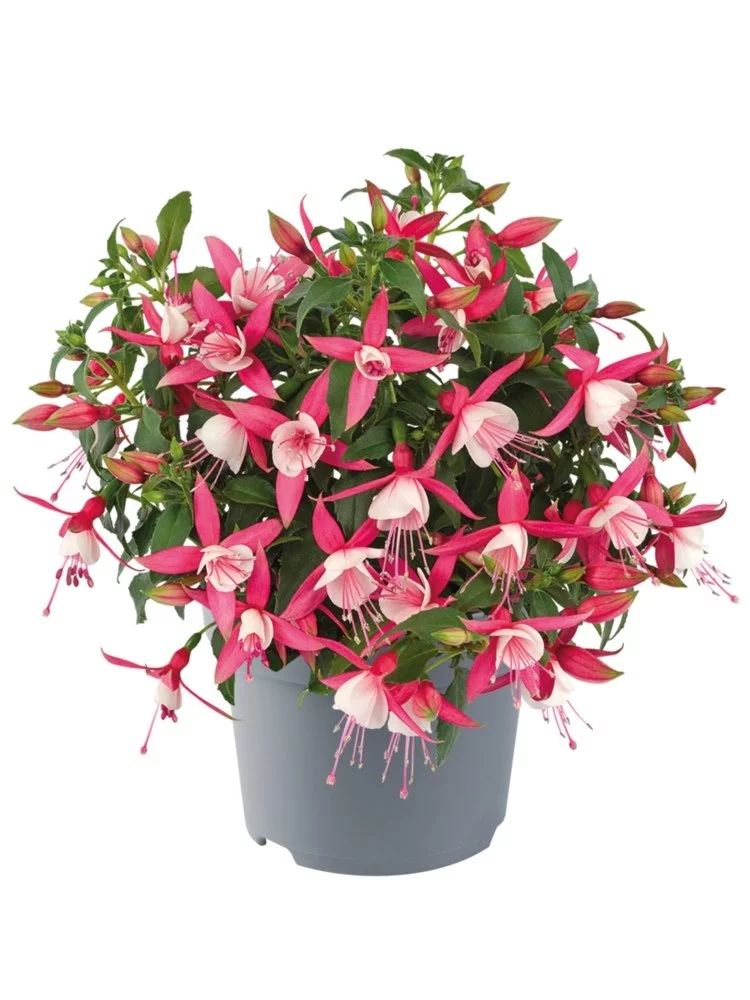Фуксія кущова дрібноквіткова Діва Корал Біла Fuchsia Diva Coral White (рослина в горщику р14, висота 35-40 см) - Зображення 4