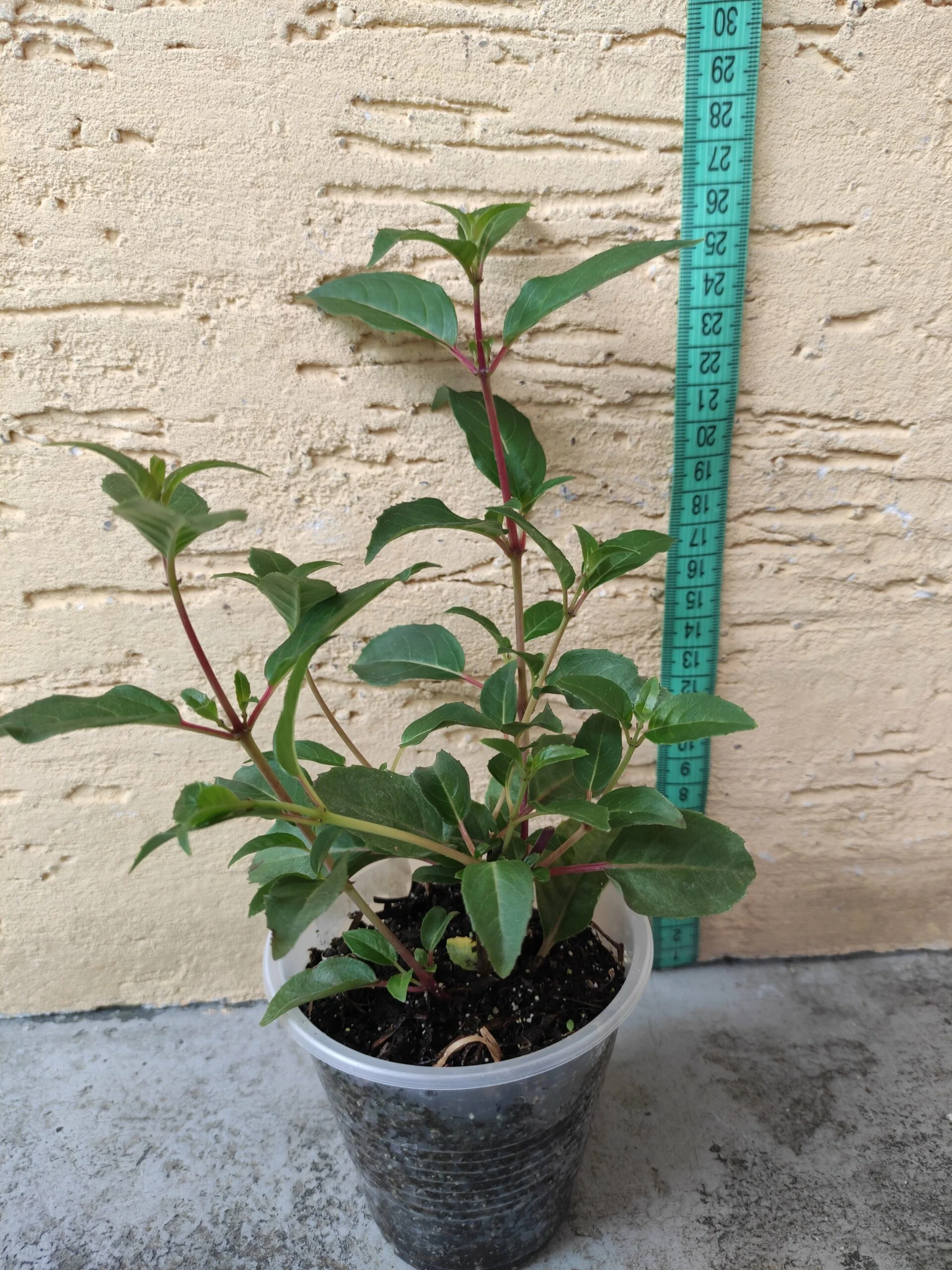 Фуксія Доллар Принцес ампельна Fuchsia Dollar Princess (рослина в горщику р10, висота 25-30 см) - Зображення 6