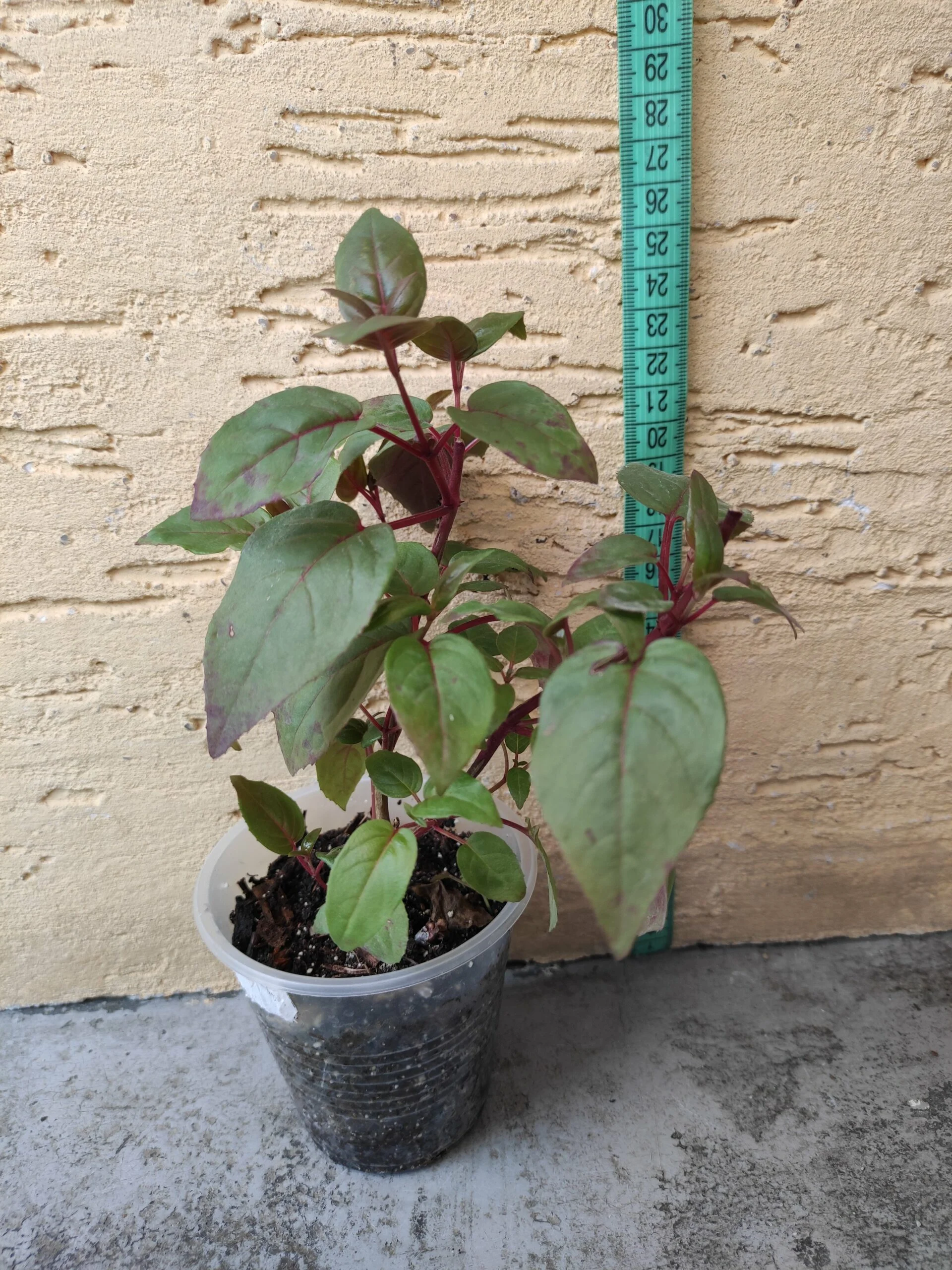 Фуксія ампельна Marinka Fuchsia Марінка (рослина в горщику р10, висота 25-30 см) - Зображення 2