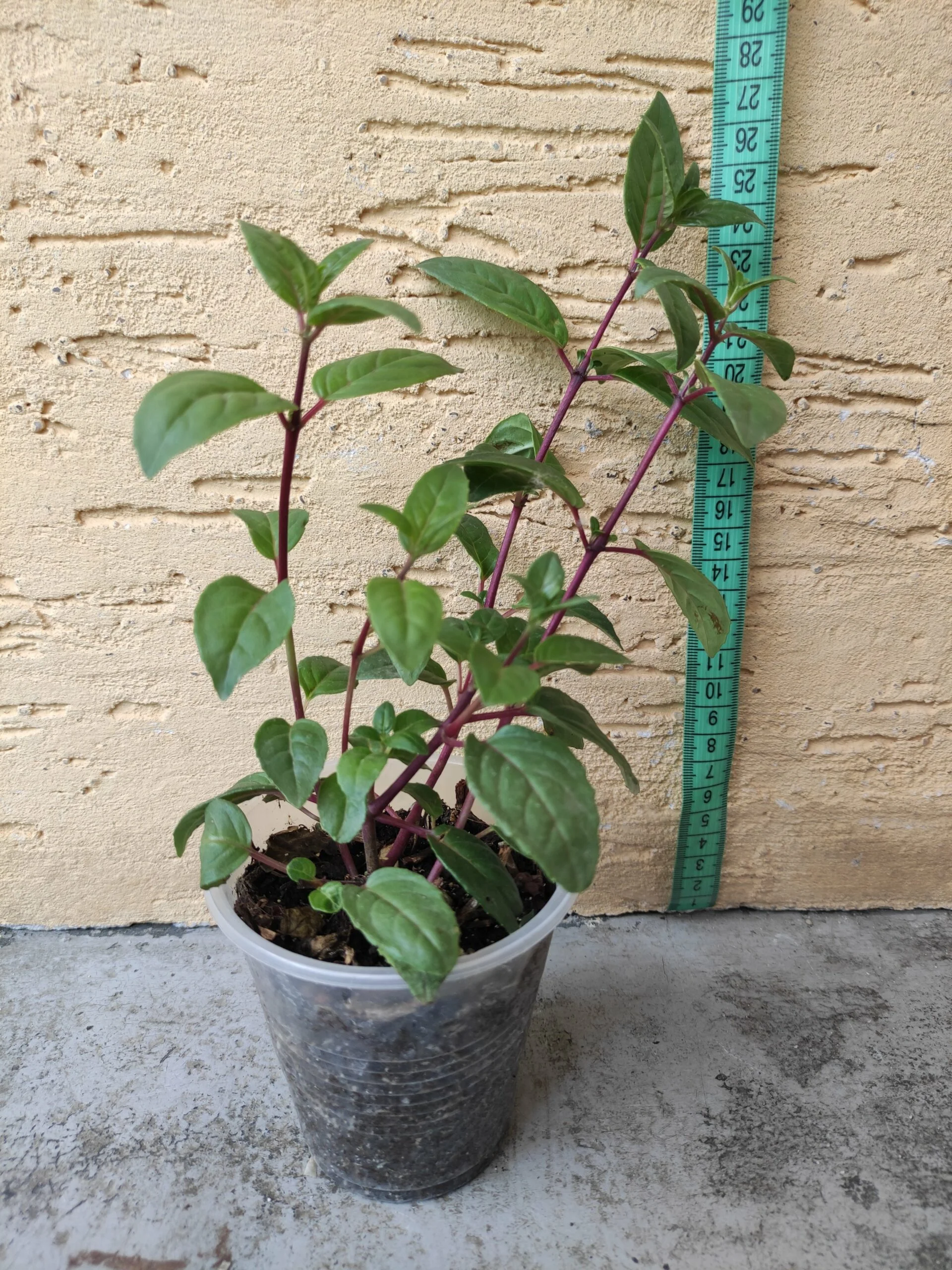 Фуксія ампельна махрова Sir Matt Busby Fuchsia Сір Мет Басбі (рослина в горщику р10, висота 25-30 см) - Зображення 2