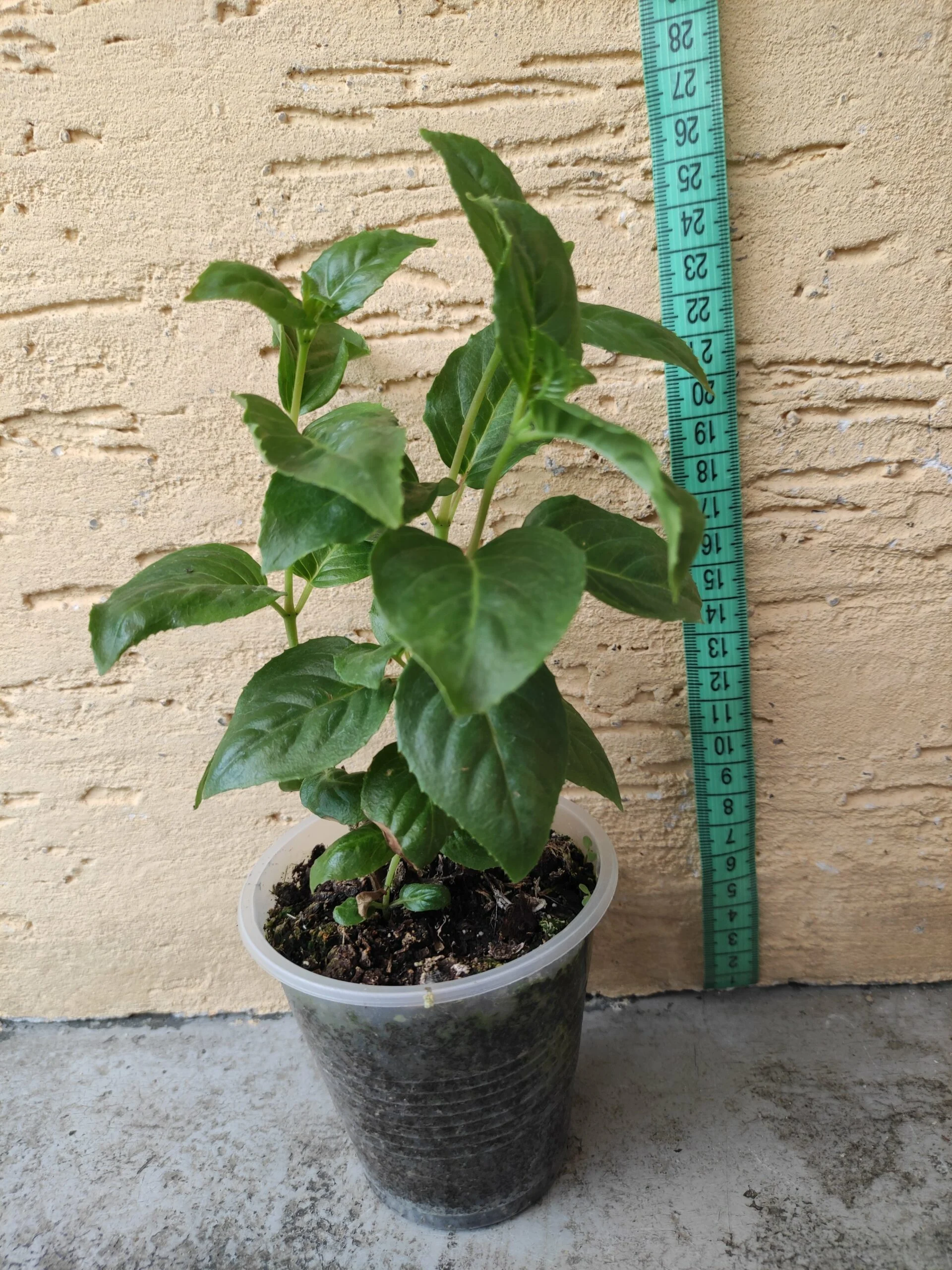 Фуксія напівампельна Fuchsia Peachy Пічі (рослина в горщику р10, висота 25-30 см) - Зображення 4