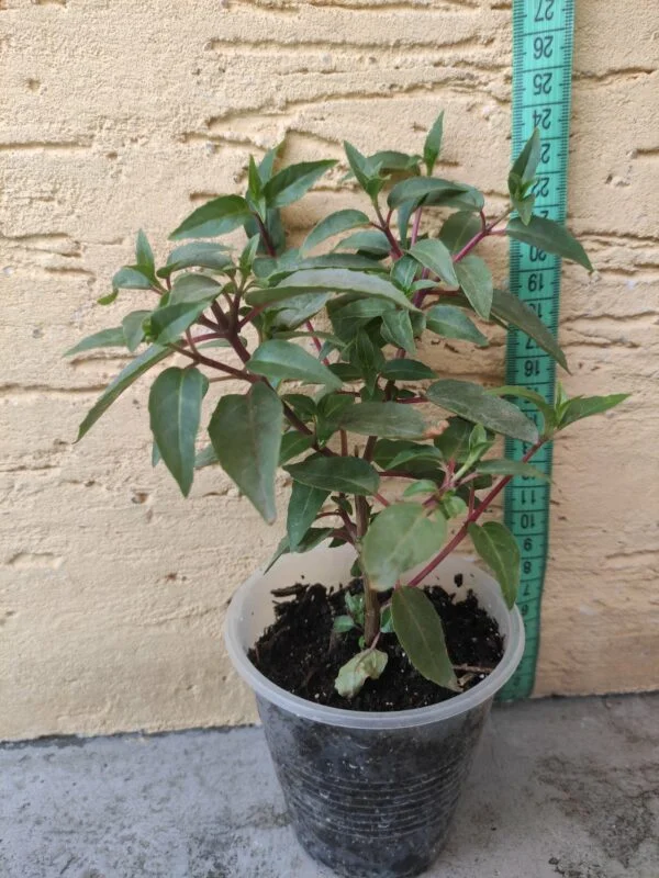 Фуксія ампельна Херрі Грей Fuchsia Harry Gray (рослина в горщику р10, висота 25-30 см) - Зображення 2