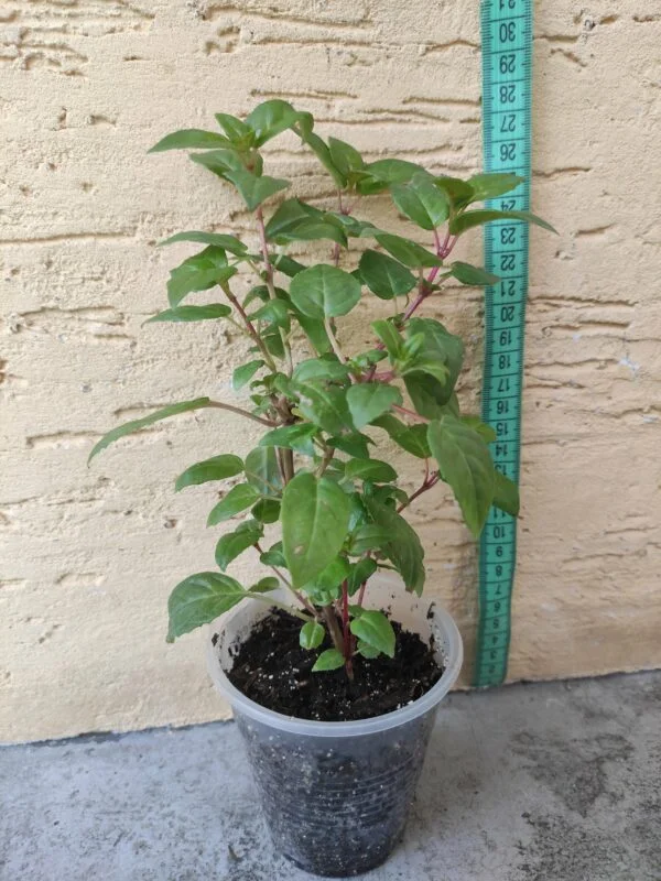 Фуксія ампельна Eva Boerg Fuchsia Єва Боерг (рослина в горщику р10, висота 25-30 см) - Зображення 5