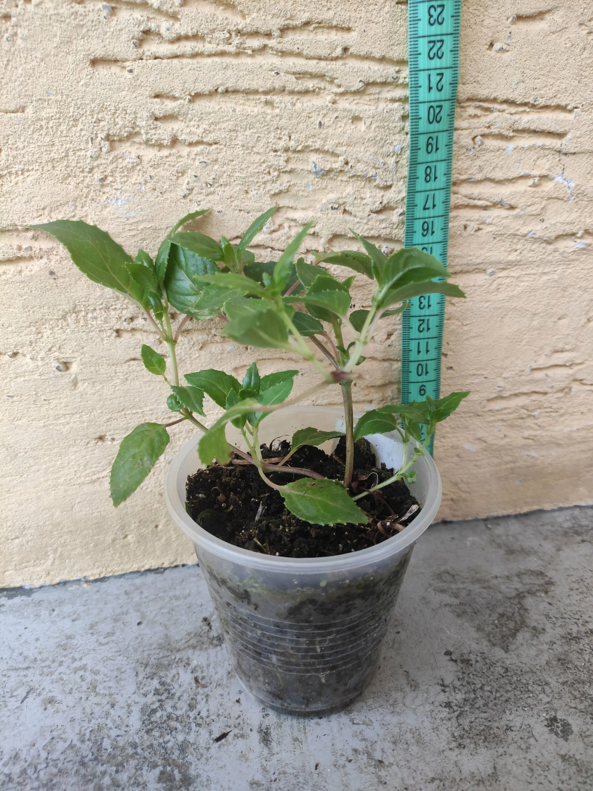Фуксія ампельна Гіант Оранж Кінг Fuchsia Giant Orange King (рослина в горщику р10, висота 25-30 см) - Зображення 2