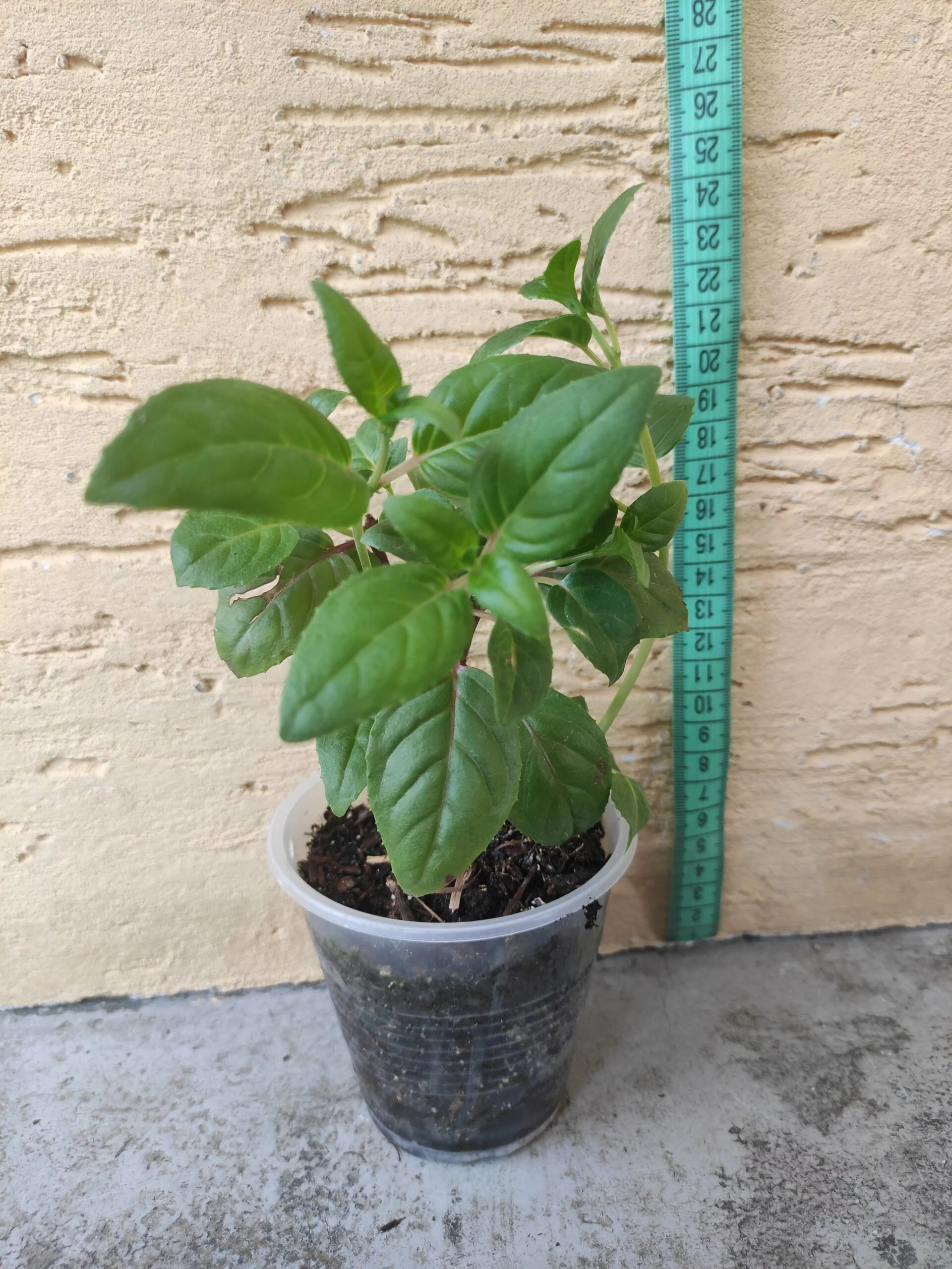 Фуксія ампельна Свингтайм Fuchsia Swingtime (рослина в горщику р10, висота 25-30 см) - Зображення 5