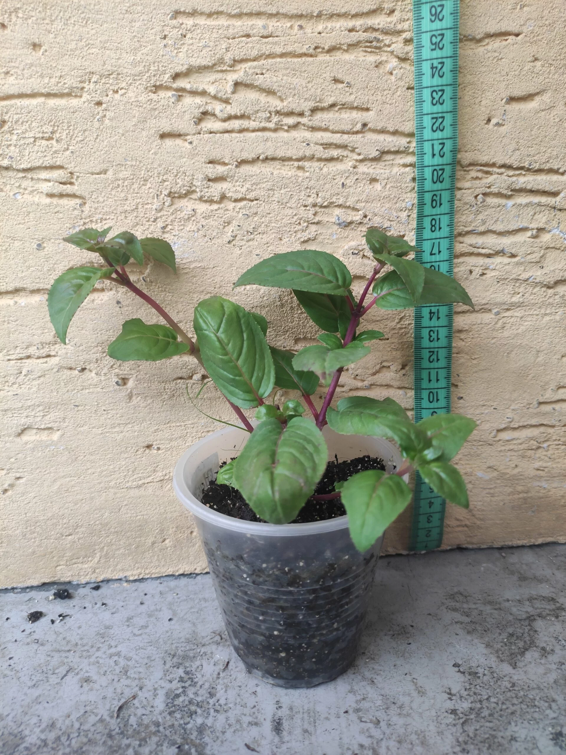 Фуксія ампельна Blacky Fuhcsia Блекі (рослина в горщику р10, висота 25-30 см) - Зображення 2