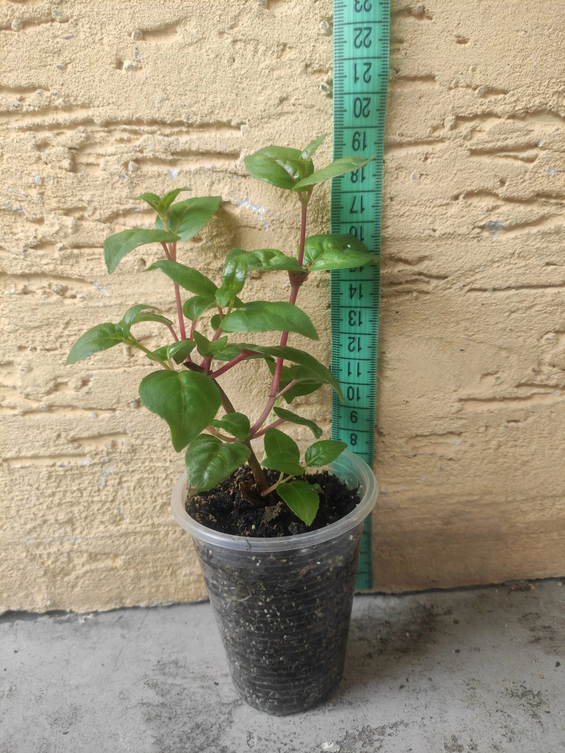 Фуксія ампельна великоквіткова Дарк Айз Fuchsia Dark Eyes (молода рослина в горщику р7, висота 15-20 см) - Зображення 4