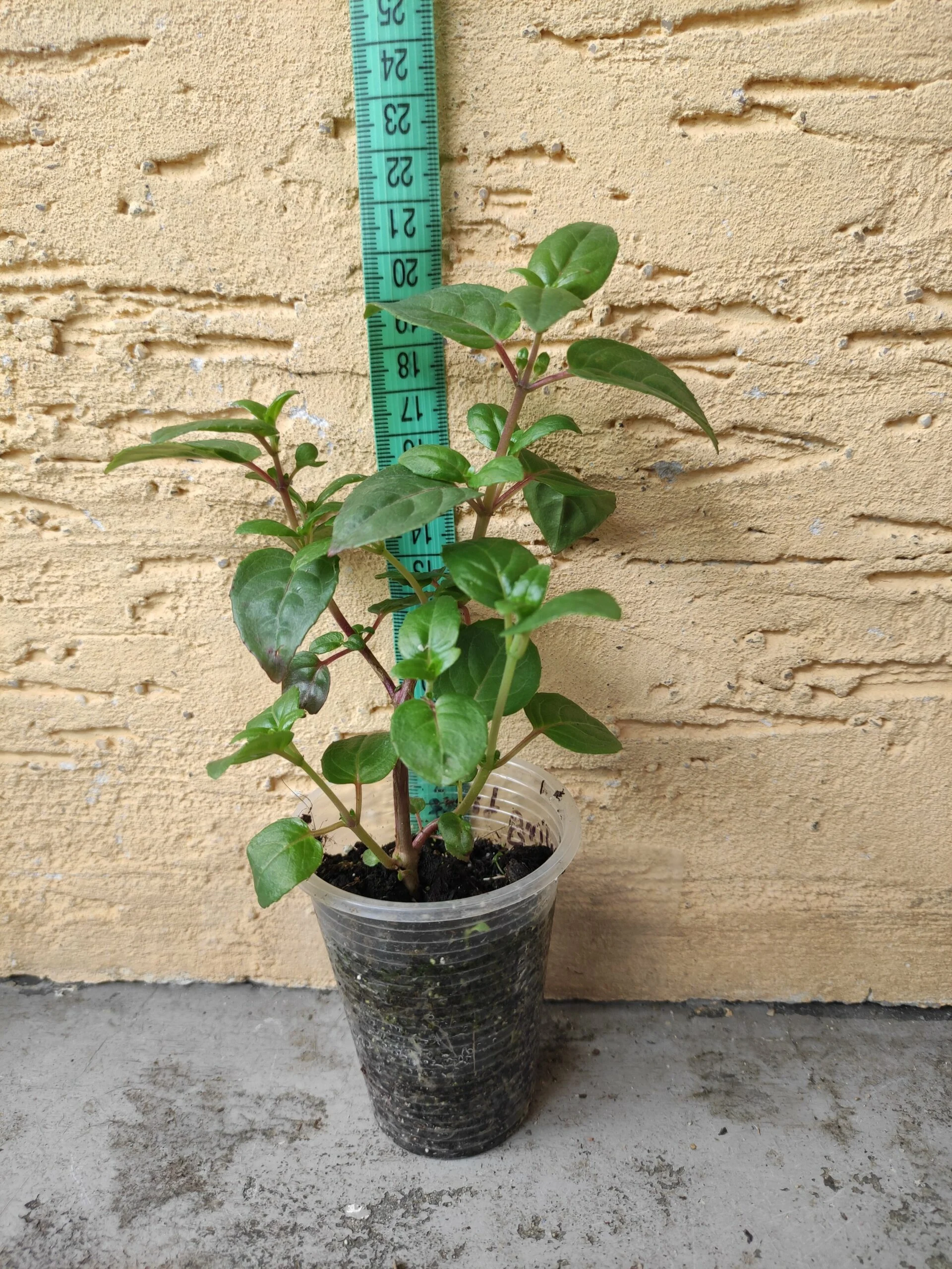 Фуксія ампельна Свингтайм Fuchsia Swingtime (молода рослина в горщику р7, висота 15-20 см) - Зображення 5