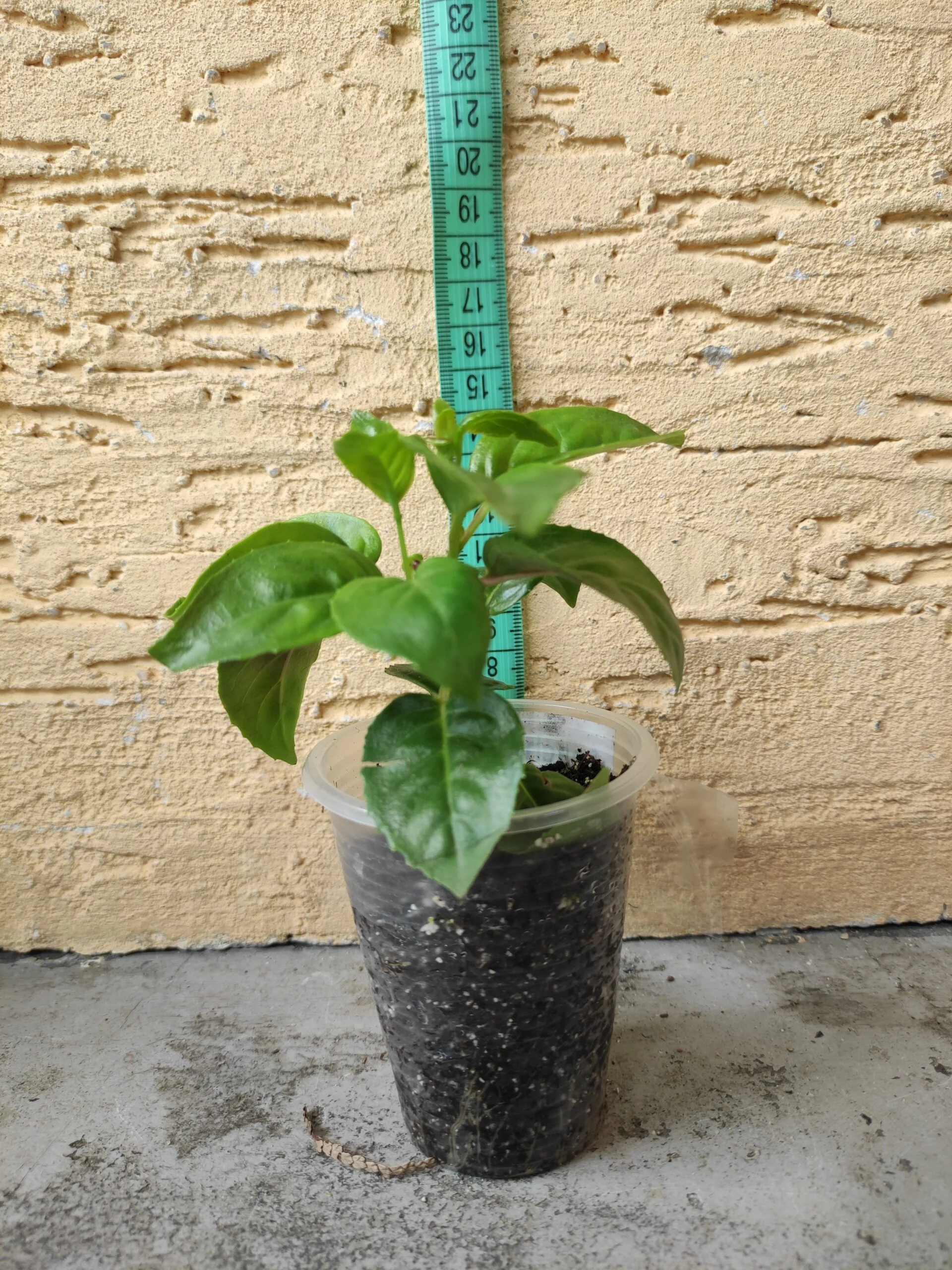 Фуксія напівампельна Fuchsia Peachy Пічі (молода рослина в горщику р7, висота 15-20см) - Зображення 4