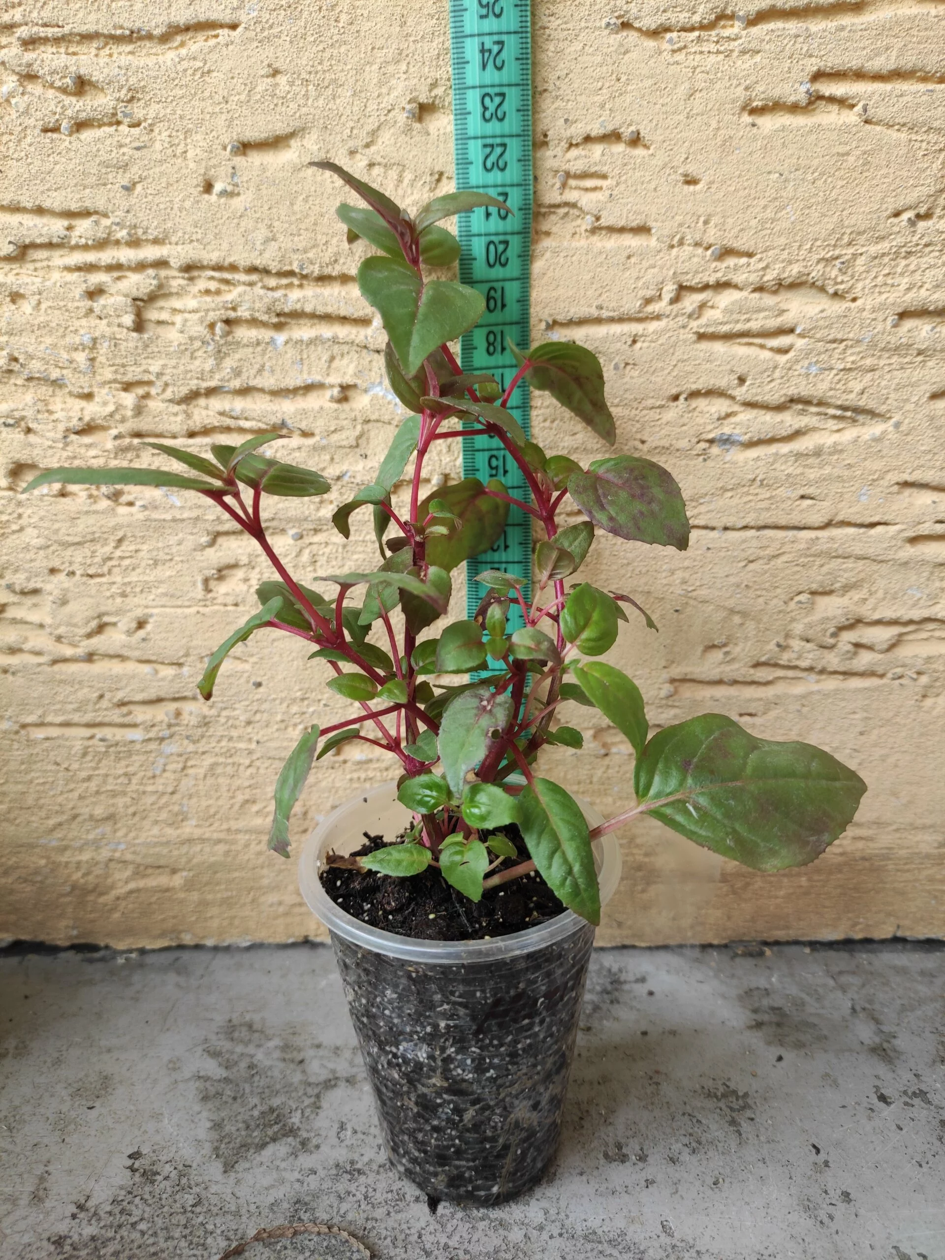 Фуксія ампельна Marinka Fuchsia Марінка (молода рослина в горщику р7, висота 15-20 см) - Зображення 7