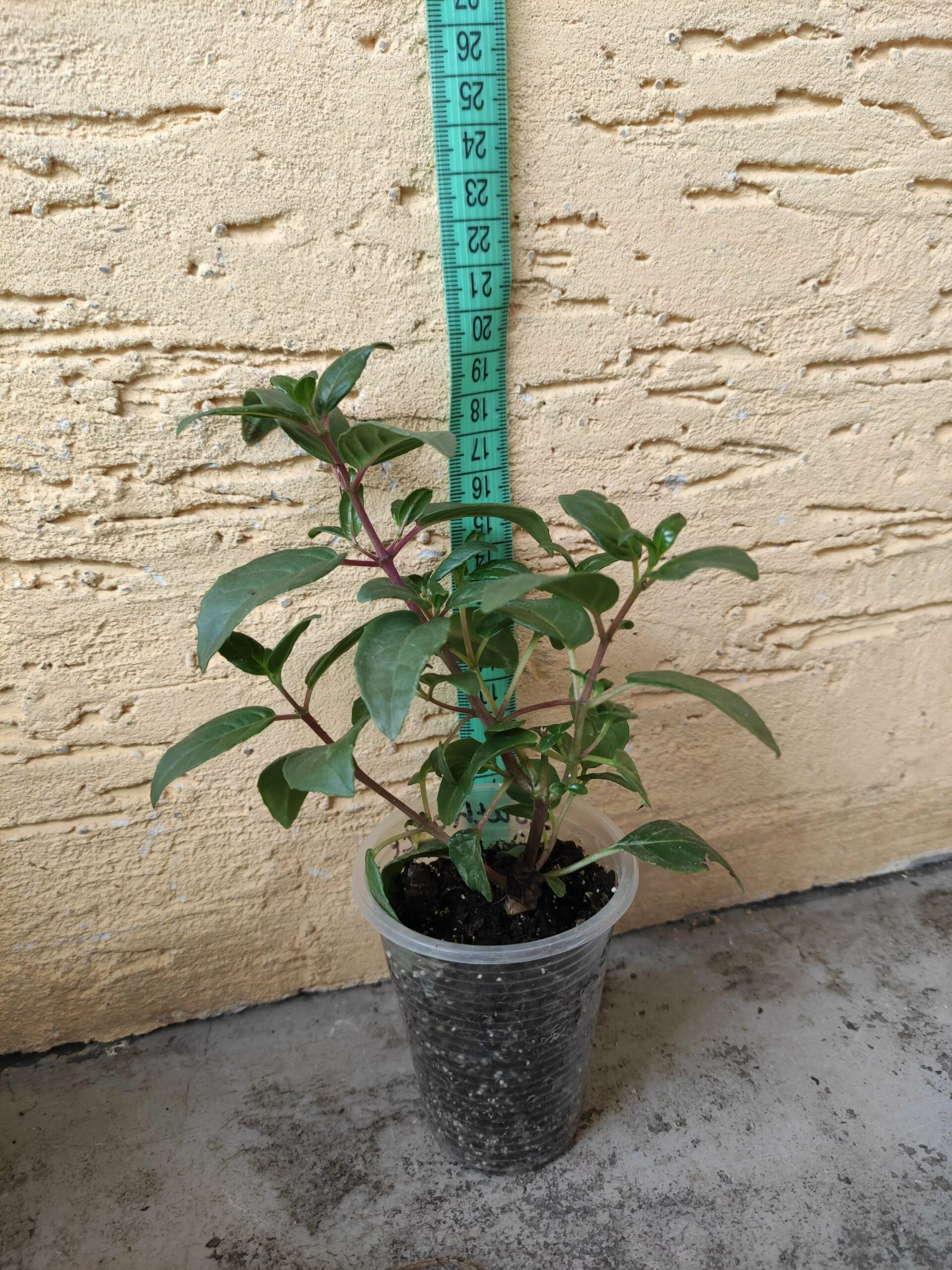 Фуксія ампельна Саутгейт Fuchsia Southgate (молода рослина в горщику р7, висота 15-20 см) - Зображення 5