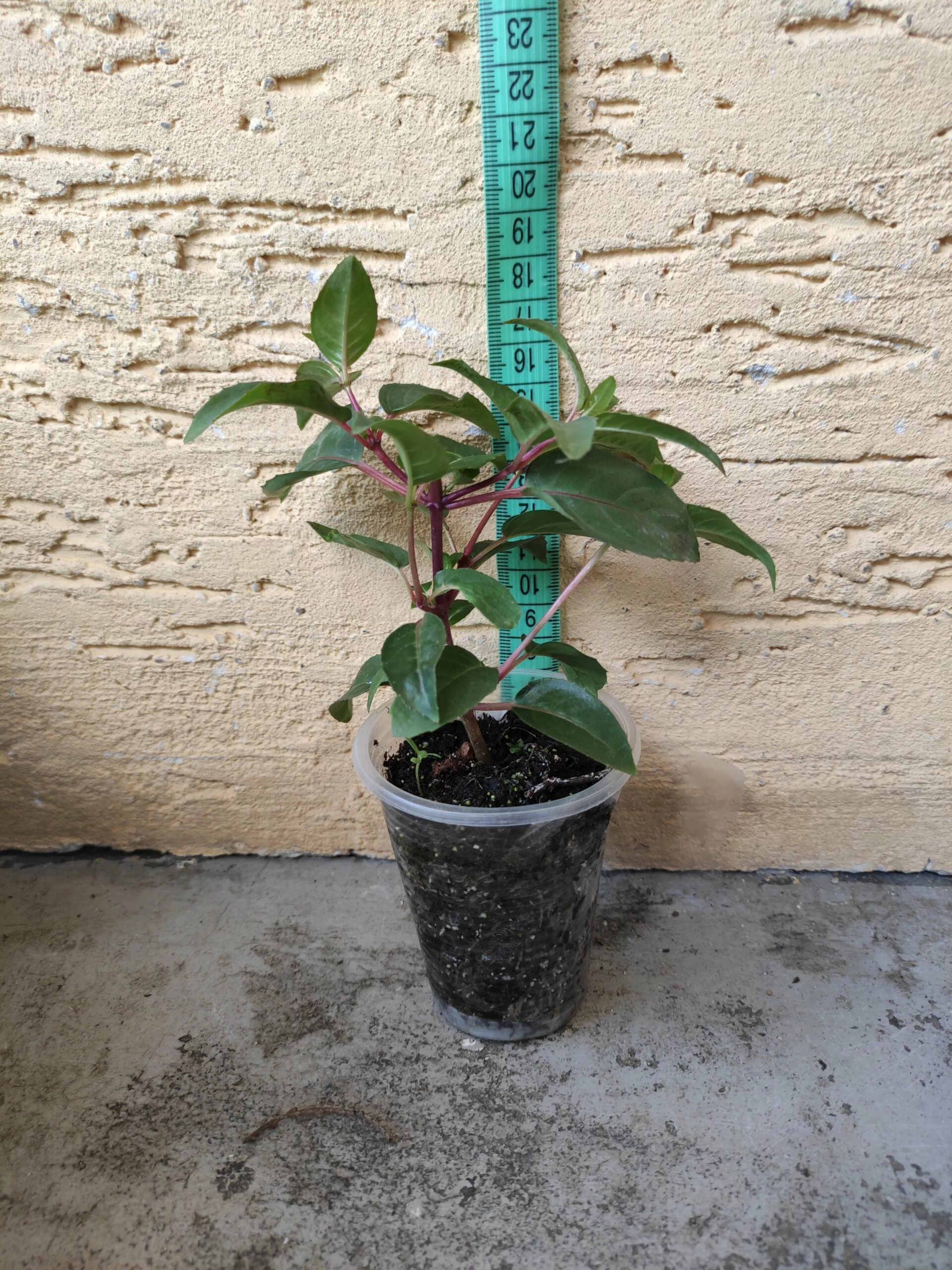 Фуксія ампельна Доллар Принцесс Fuchsia Dollar Princess (молода рослина в горщику р7, висота 15-20 см) - Зображення 4