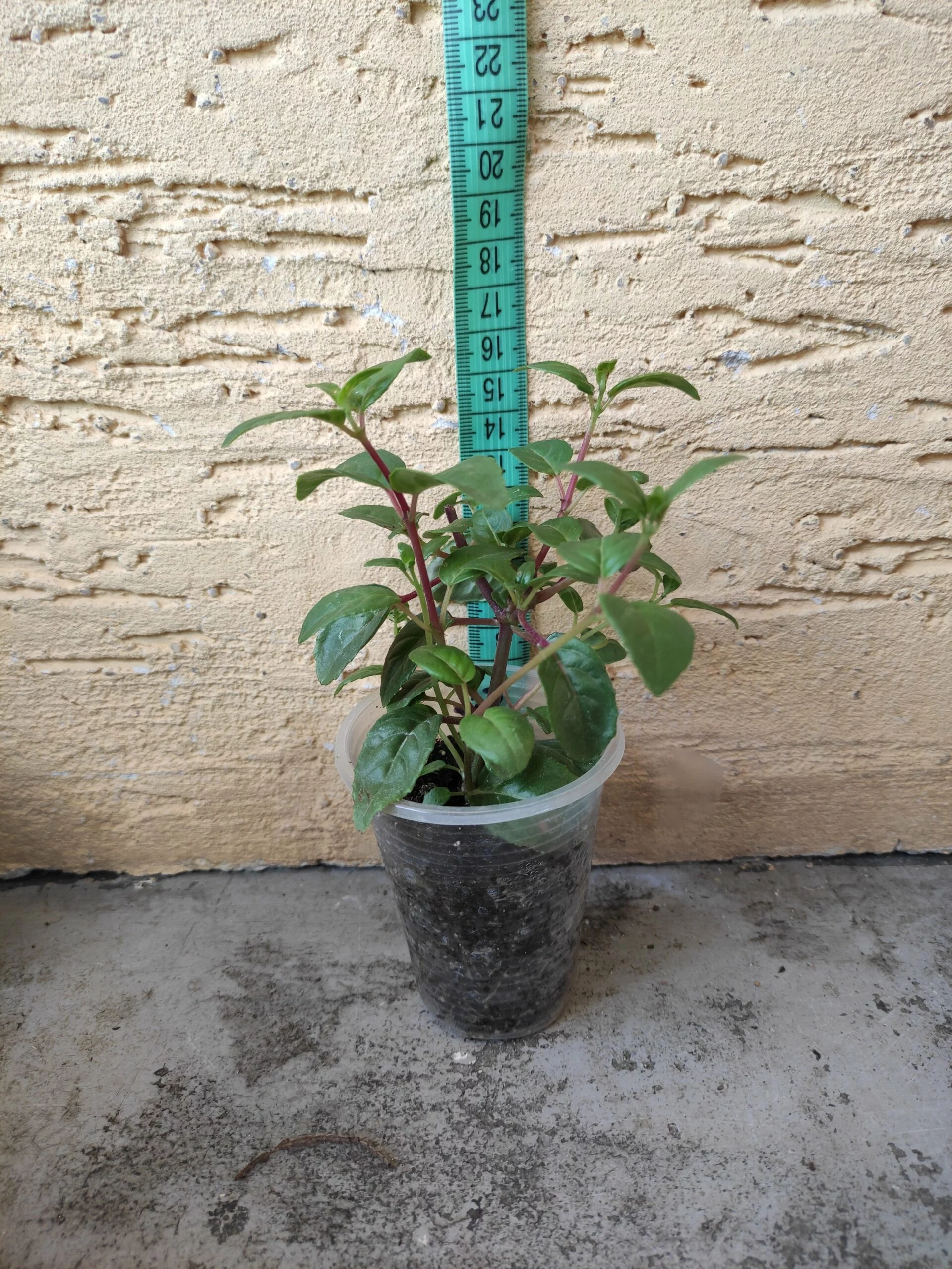 Фуксія ампельна махрова Sir Matt Busby Fuchsia Сір Мет Басбі (молода рослина в горщику р7, висота 15-20 см) - Зображення 2