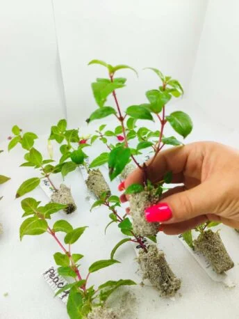 Набір з 10-ти різних вкорінених черенків Фуксії, касетна розсада Fuchsia