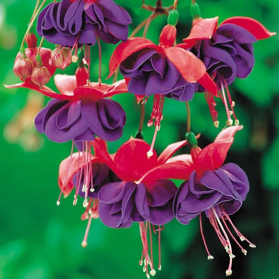 Набір з 10-ти різних вкорінених черенків Фуксії, касетна розсада Fuchsia - Зображення 6