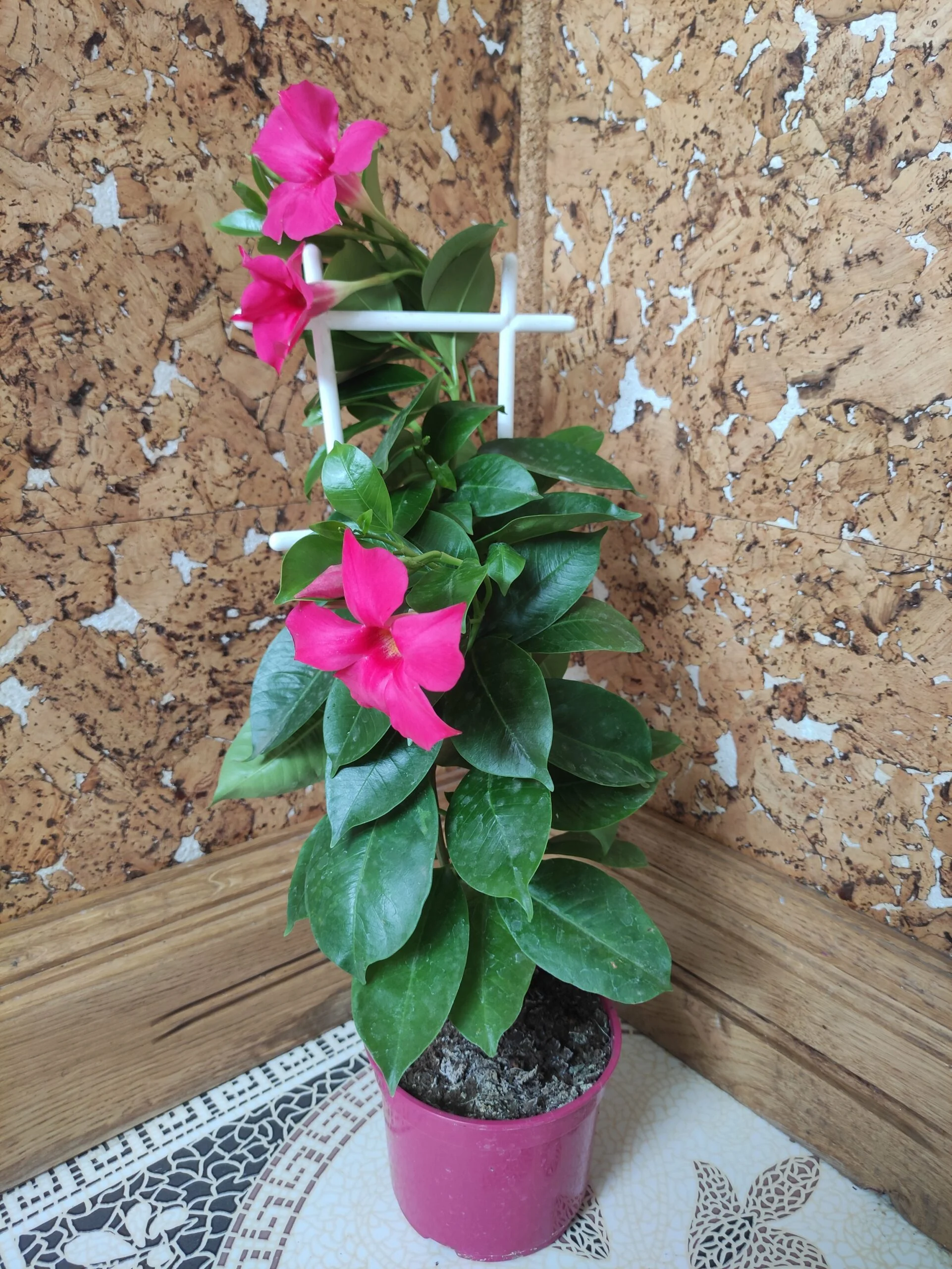 Дипладенія Сундавіл Фуксія Пінк Mandevilla Sundaville Fuchsia Pink (рослина в горщику р13, висота 35-40 см) - Зображення 2