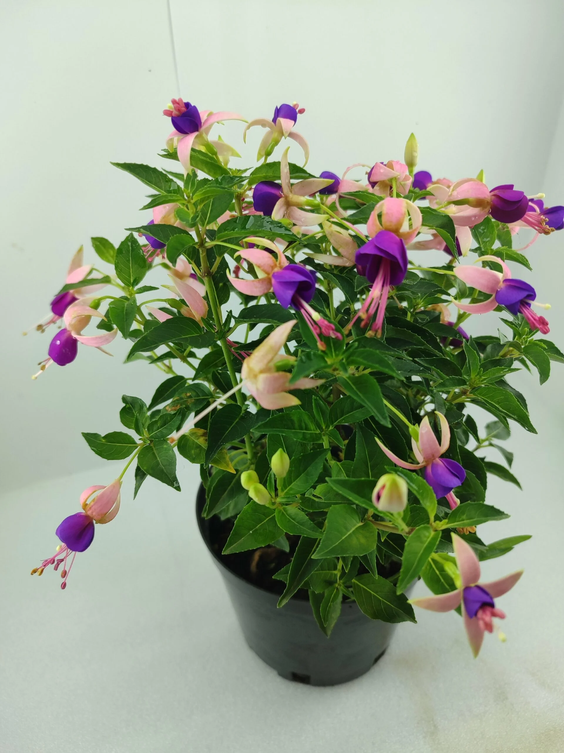 Фуксія кущова дрібноквіткова Діва Червона Фіолетова Fuchsia Diva Rose Violet (рослина в горщику р17, висота 35-40 см) - Зображення 2