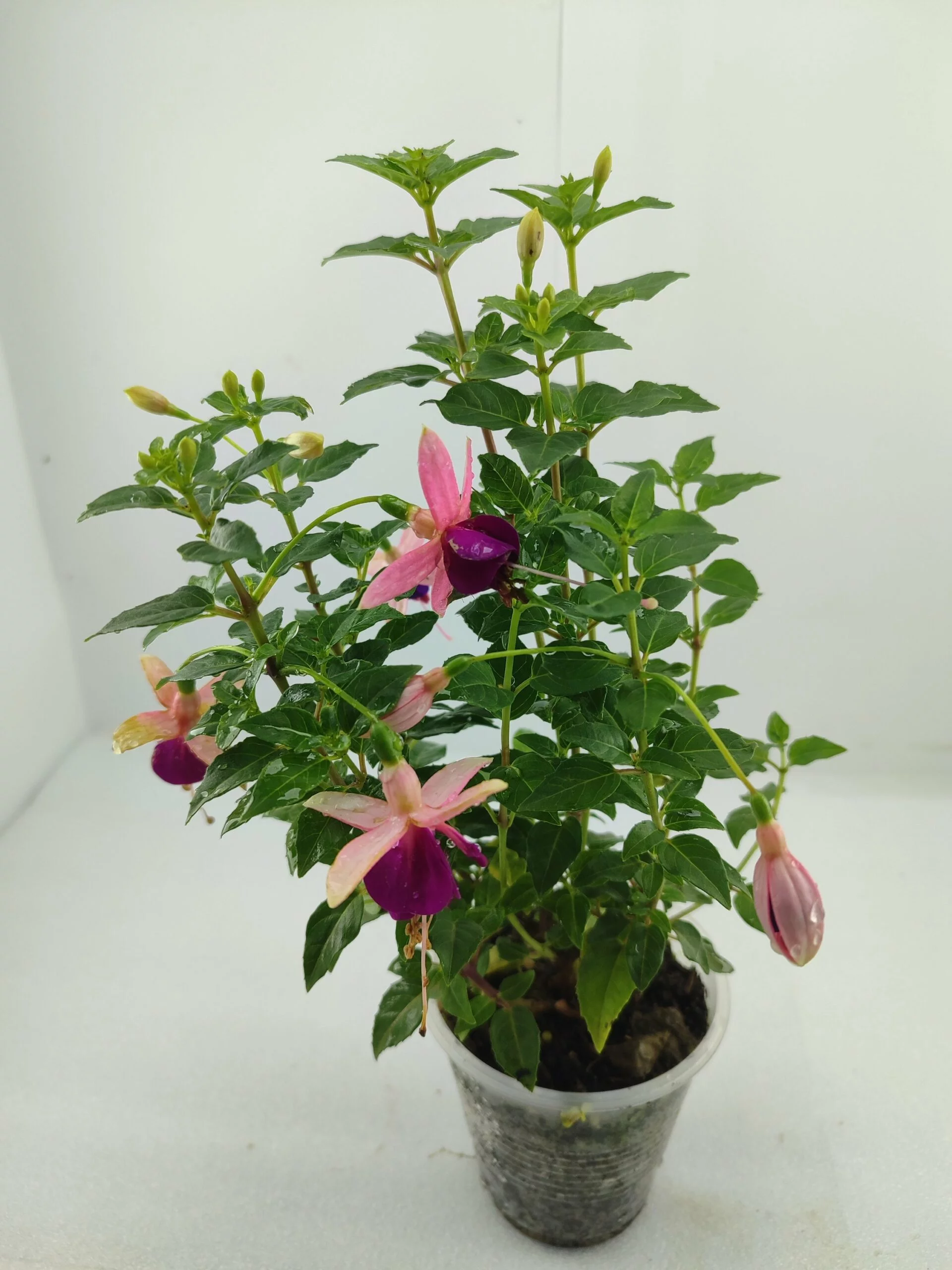 Фуксія Ламбада ампельна Fuchsia Lambada (рослина в горщику р10, висота 25-30 см) - Зображення 2