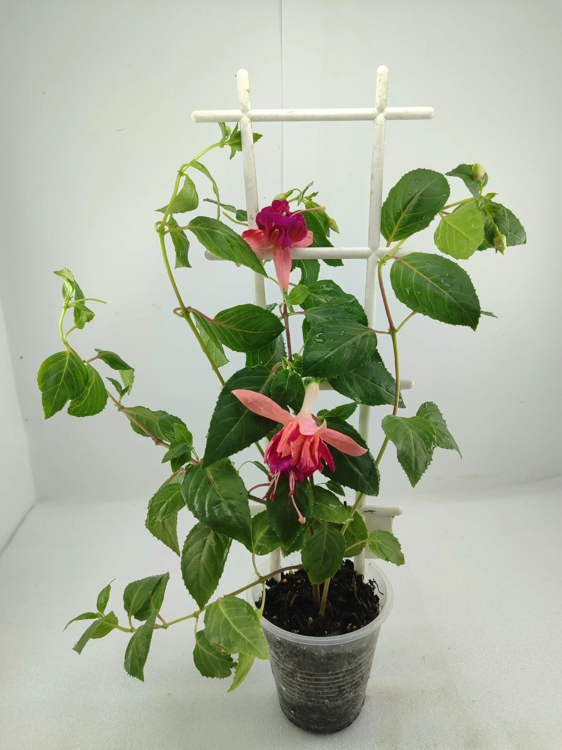 Фуксія ампельна Bicentennial Fuchsia Бісентеніал (рослина в горщику р10, висота 25-30 см) - Зображення 2