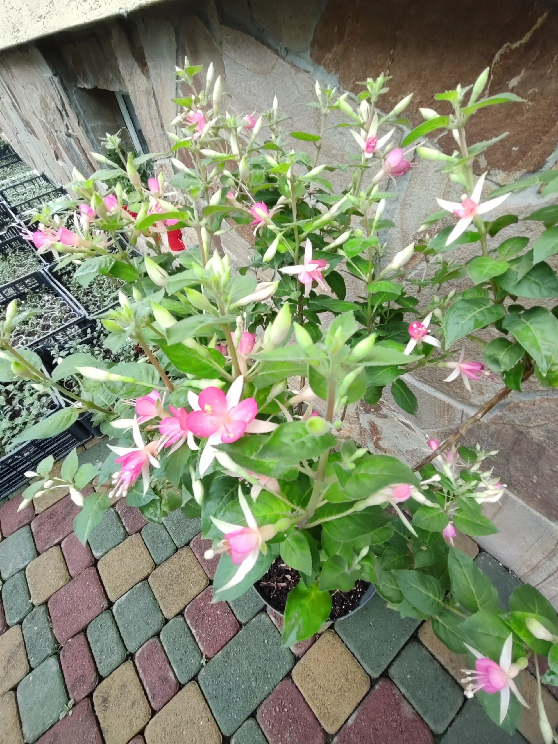 Фуксія деревовидна Walz Jubelteen Fuchsia Вальц Жубельтін (молода рослина в горщику р7, висота 15-20 см) - Зображення 5