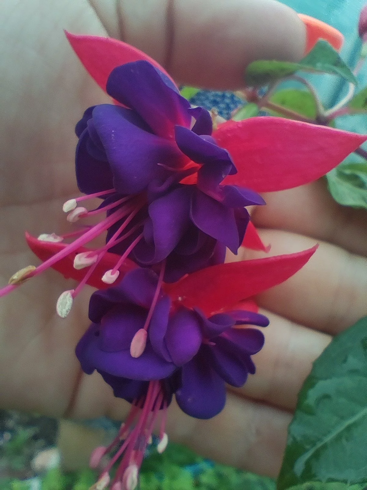 Фуксія ампельна Доллар Принцесс Fuchsia Dollar Princess (молода рослина в горщику р7, висота 15-20 см) - Зображення 3