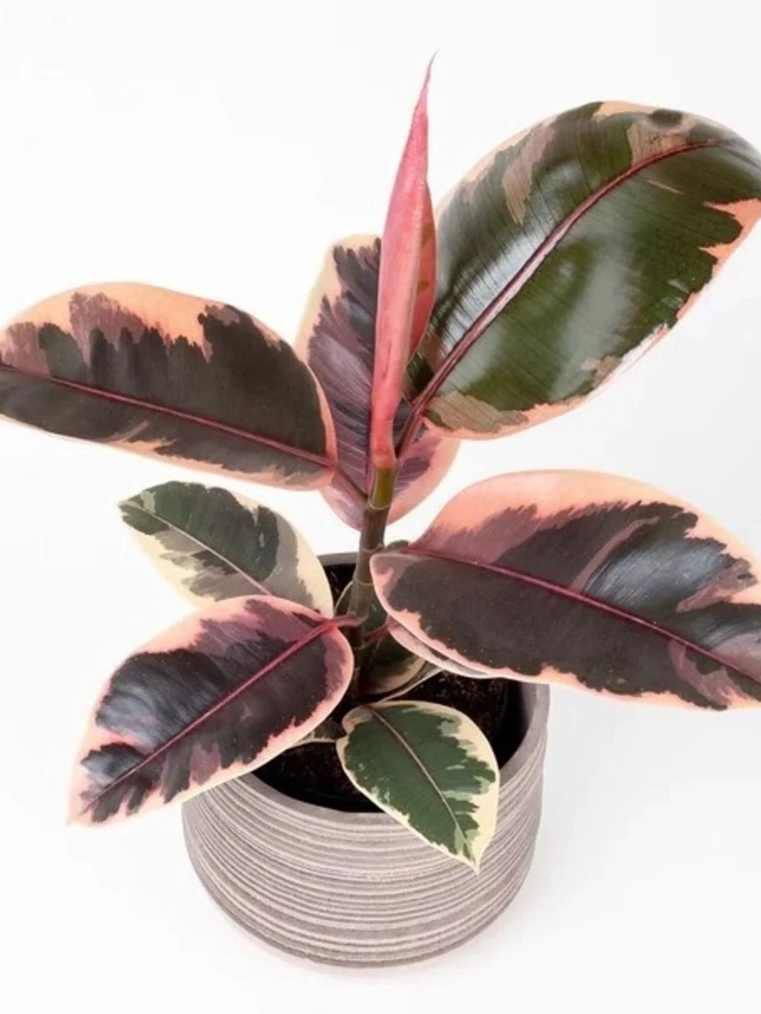 Фікус Elastica Belize Ficus Еластика Беліз (молода рослина в горщику р10) - Зображення 2