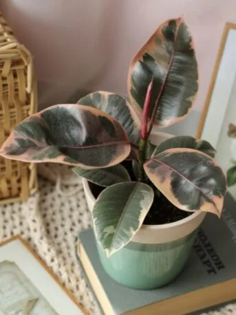 Фікус Elastica Belize Ficus Еластика Беліз (молода рослина в горщику р10)