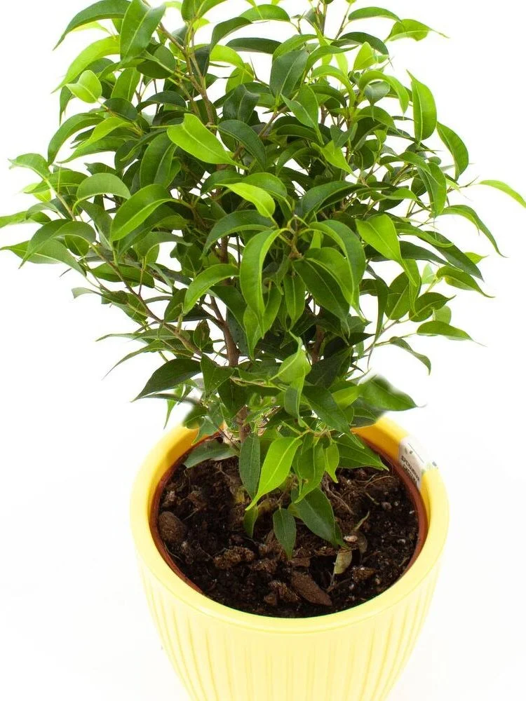 Фікус Banjamina Natasja Ficus Бенжаміна Наташа (молода рослина в горщику р10 - Зображення 2