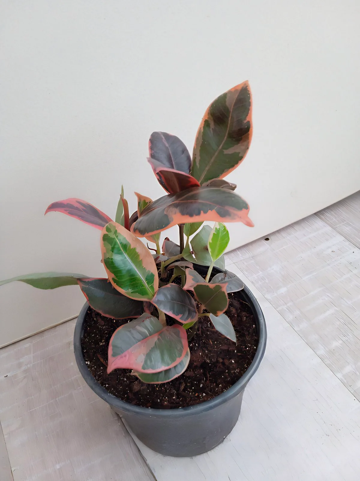 Фікус Elastica Belize Ficus Еластика Беліз (молода рослина в горщику р10) - Зображення 3