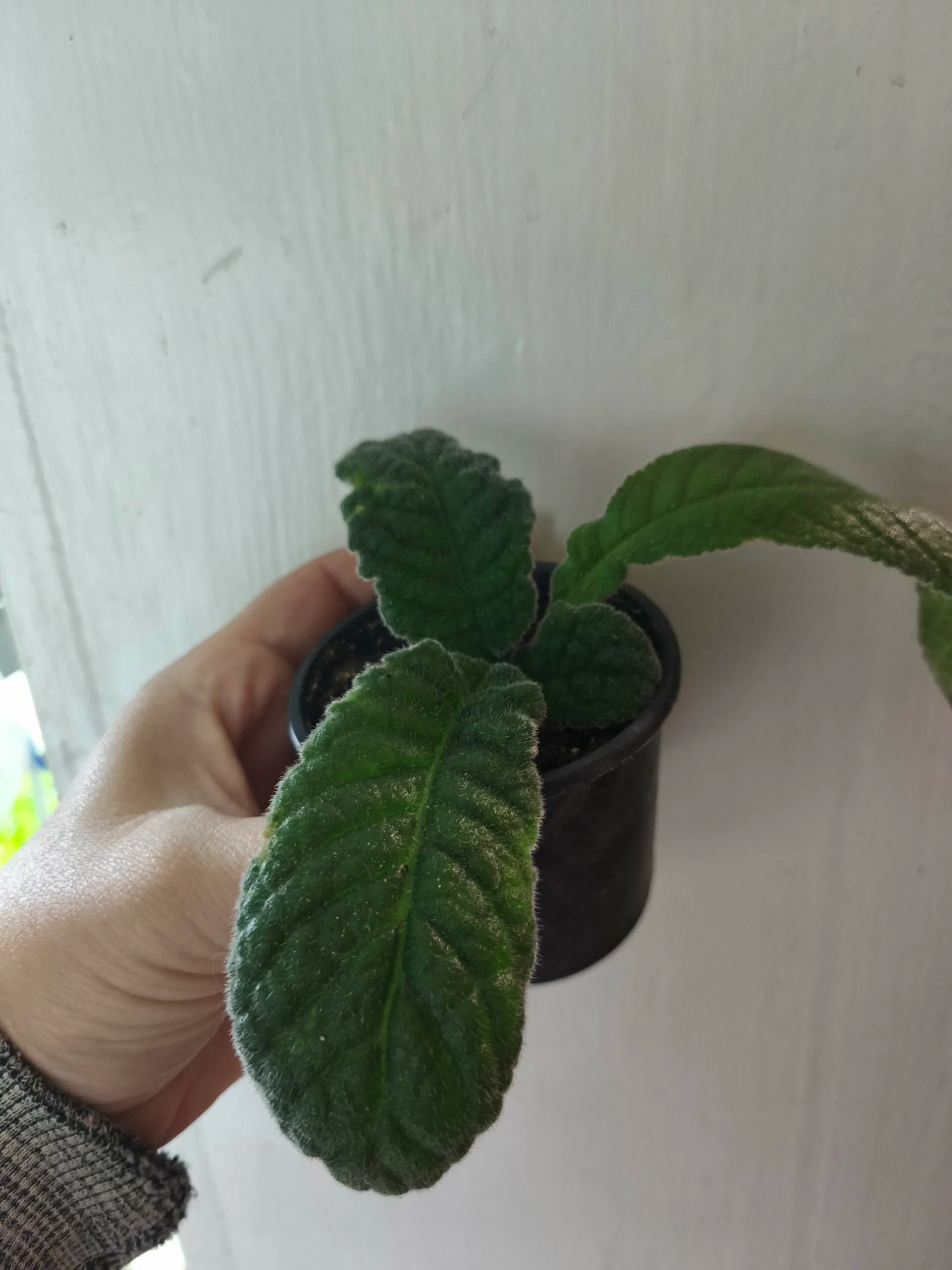 Стрептокарпус DS-Мишка 2091 Streptocarpus (молода рослина в горщику р5) - Зображення 6