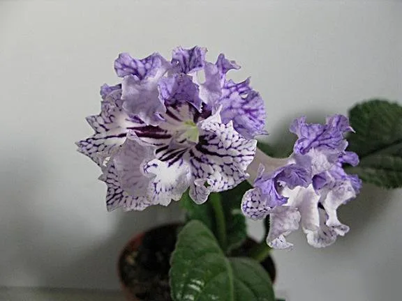 Стрептокарпус, DS-Гжель 1405 Streptocarpus (молода рослина в горщику р5) - Зображення 2