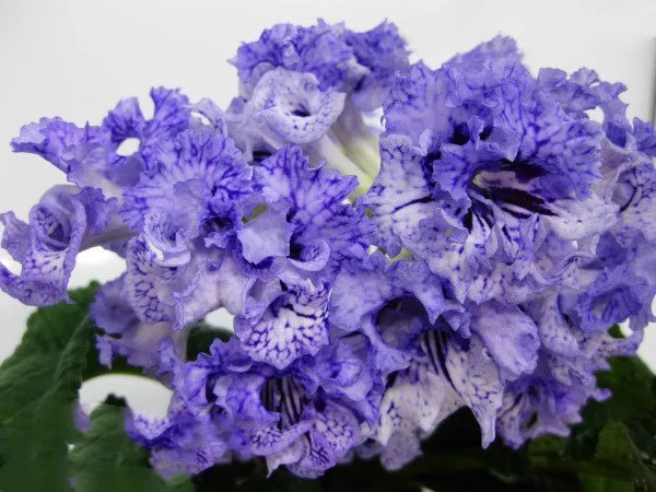 Стрептокарпус, DS-Гжель 1405 Streptocarpus (молода рослина в горщику р5)