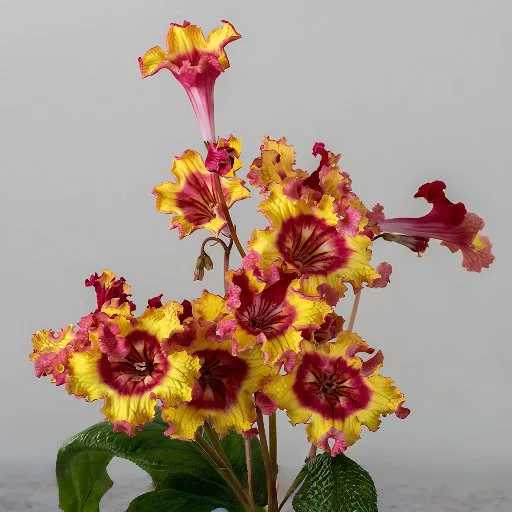 Стрептокарпус   DS-Огненный Заяц
2331 Streptocarpus (молода рослина в горщику р5)