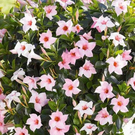 Дипладенія розова Cream Pink Сундавіл Sundaville Dipladenia Mandevilla Мандевілла (рослина в горщику р7, висота 15-20см)