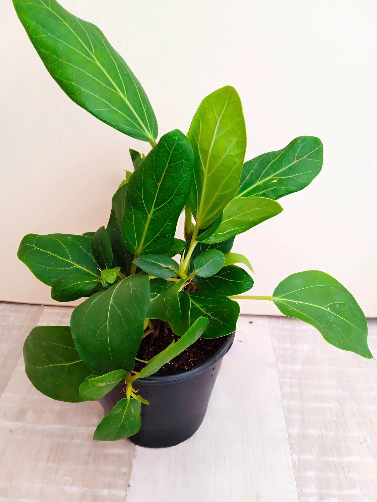 Фікус Bengolensis (молода рослина в горщику р10) - Зображення 3