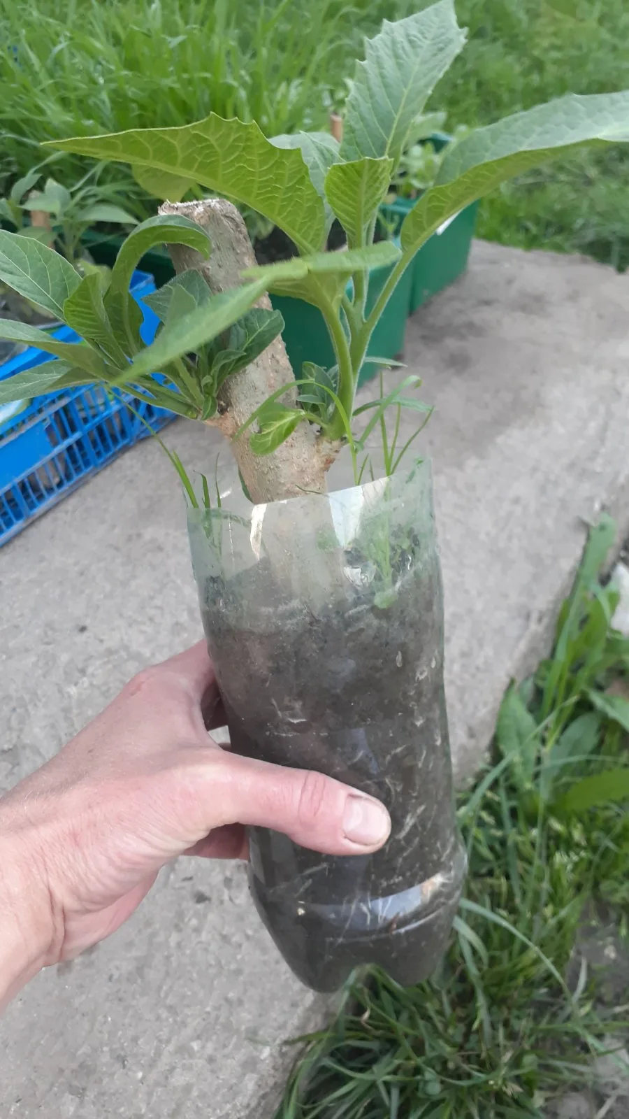 Бругмансія(Brugmansia) - Зображення 3