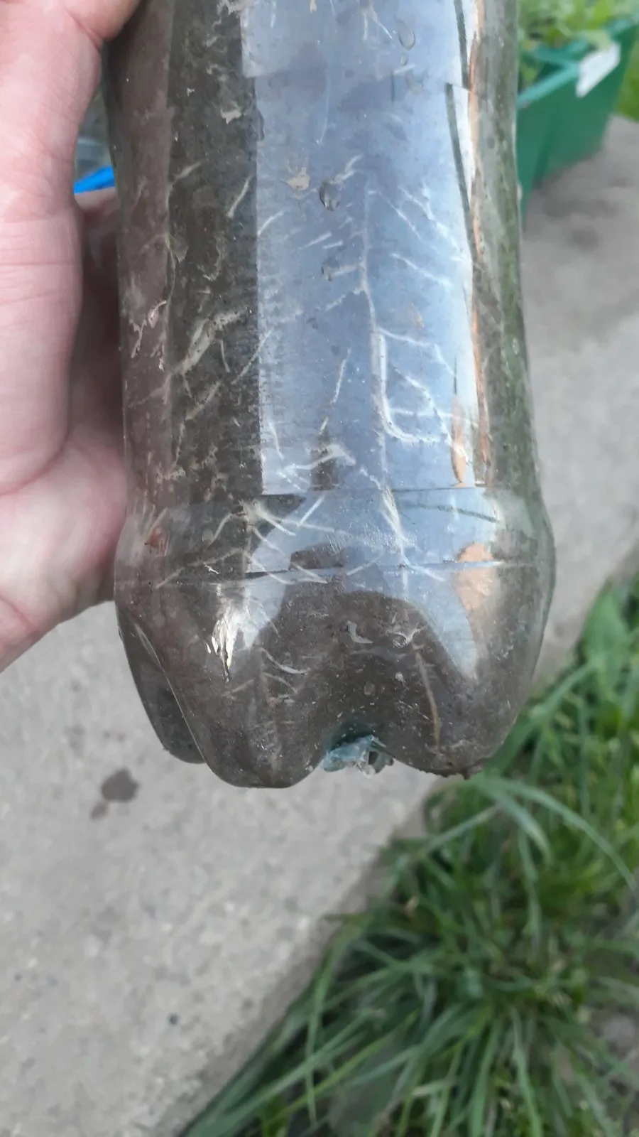 Бругмансія(Brugmansia) - Зображення 5