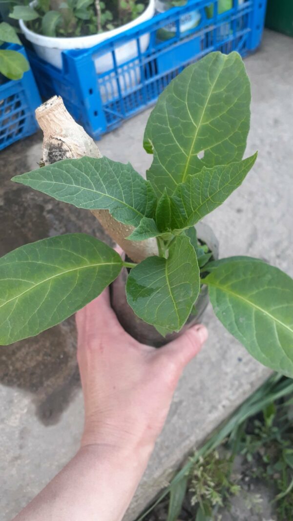 Бругмансія(Brugmansia) - Зображення 6