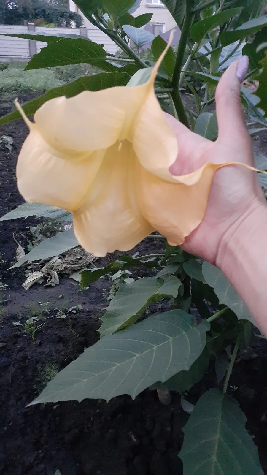 Бругмансія(Brugmansia) - Зображення 4