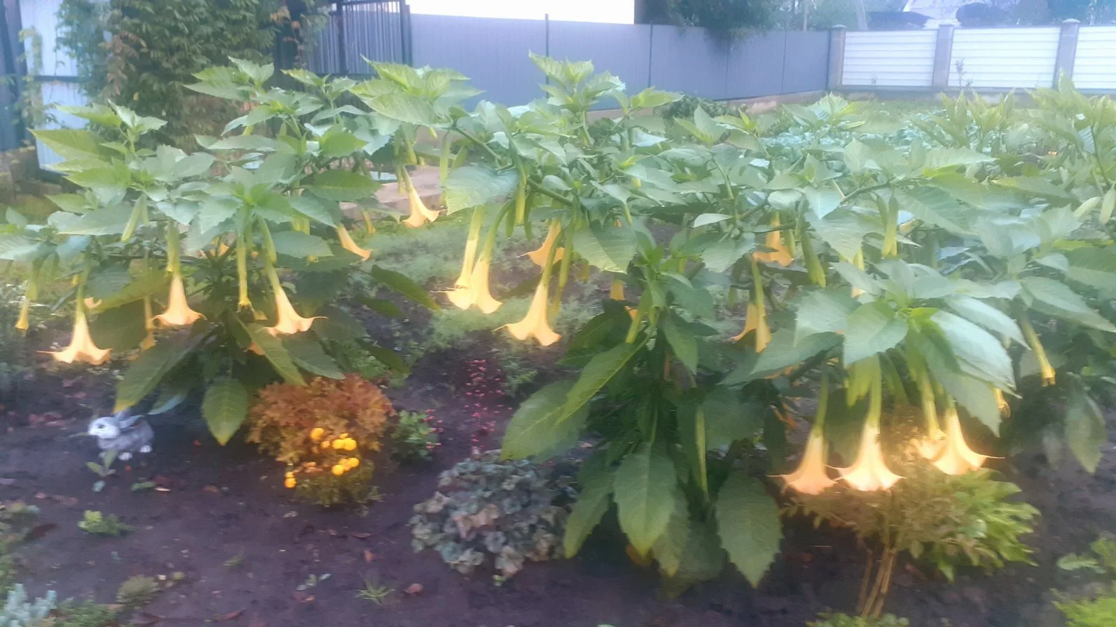 Бругмансія(Brugmansia) - Зображення 2