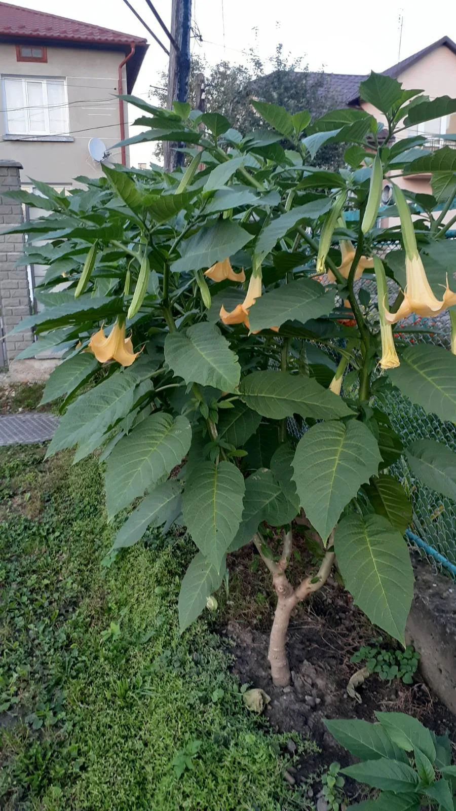 Бругмансія(Brugmansia)