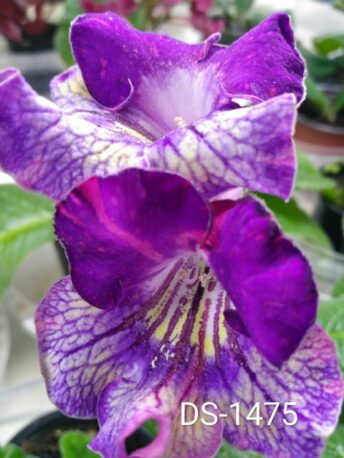 Стрептокарпус DS-1475 Streptocarpus саджанець