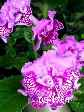 Стрептокарпус DS-1764 Streptocarpus саджанець