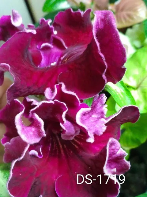 Стрептокарпус DS-1719 Streptocarpus саджанець