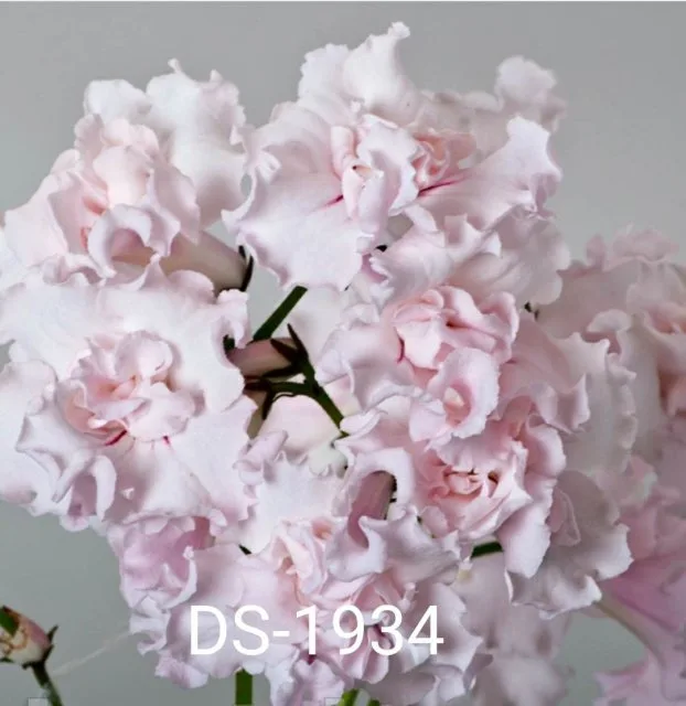 Стрептокарпус DS-1934 Streptocarpus саджанець