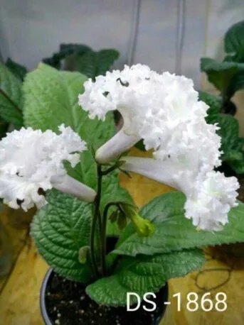 Стрептокарпус DS-1868 Streptocarpus саджанець