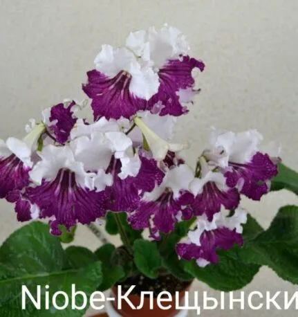 Стрептокарпус Клещ- Niobe Streptocarpus саджанець