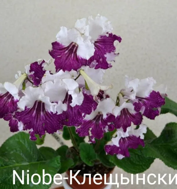 Стрептокарпус Клещ- Niobe Streptocarpus саджанець