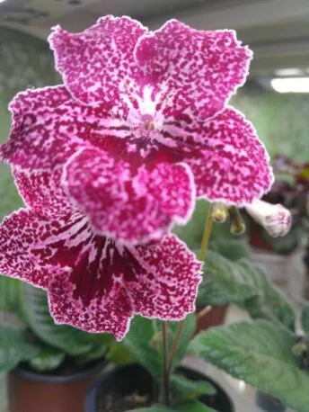 Стрептокарпус DS-Земляника 304 Streptocarpus саджанець